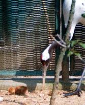 Baby hooded crane makes public debut at Osaka's Tennoji zoo